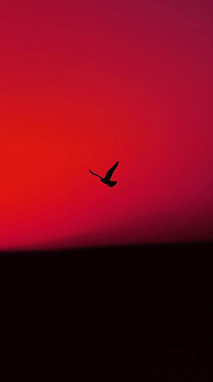 Bird in Flight Against Gradient Sky